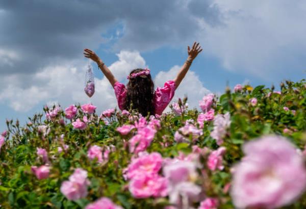 مراسم گلاب‌گیری (گلاب‌گیری گُم‌سَر) و تجربه اقامت در هتل نگارستان